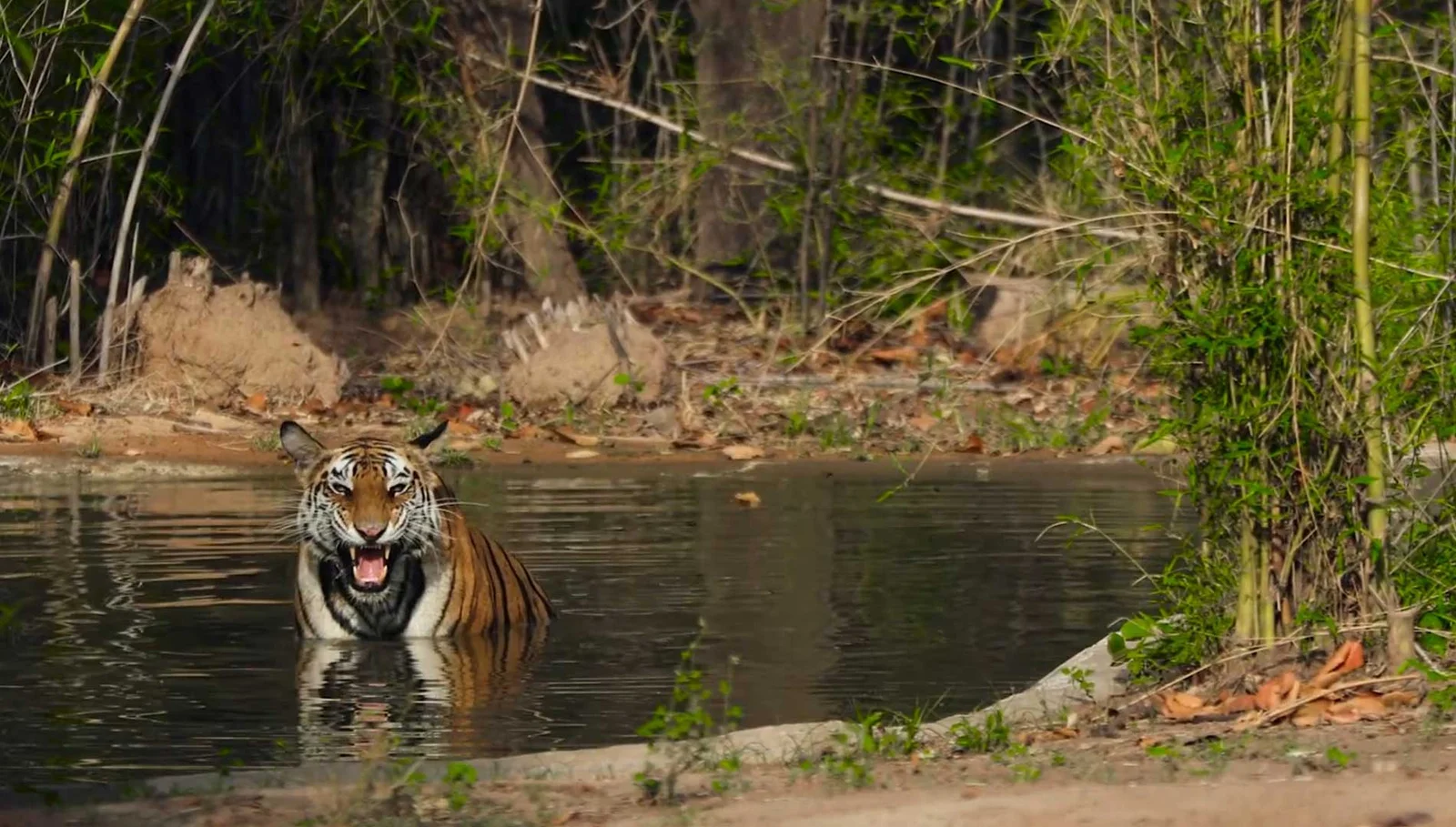 Bandhavgarh Tour Packages