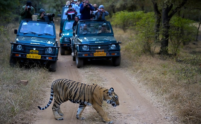 Central India Tiger Tour7