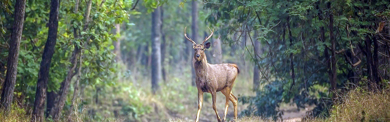 Delhi Bhopal Sanchi Bhimbetka Satpura National Park Pench Kanha Bandhavgarh Khajuraho Orchha Jhansi Delhi6