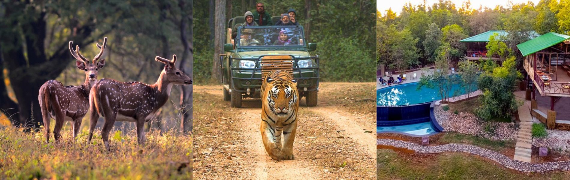 Kanha Holiday Packages