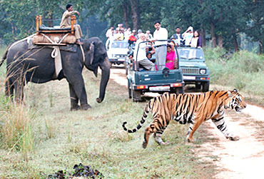 Kanha National Park Tour from Jabalpur7