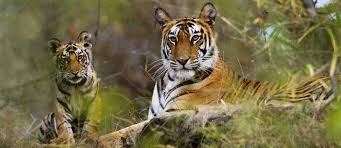 Madhya Pradesh Wildlife Tour10