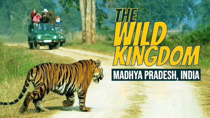 Madhya Pradesh With Tiger Safar8