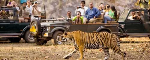 Pench Tour Packages