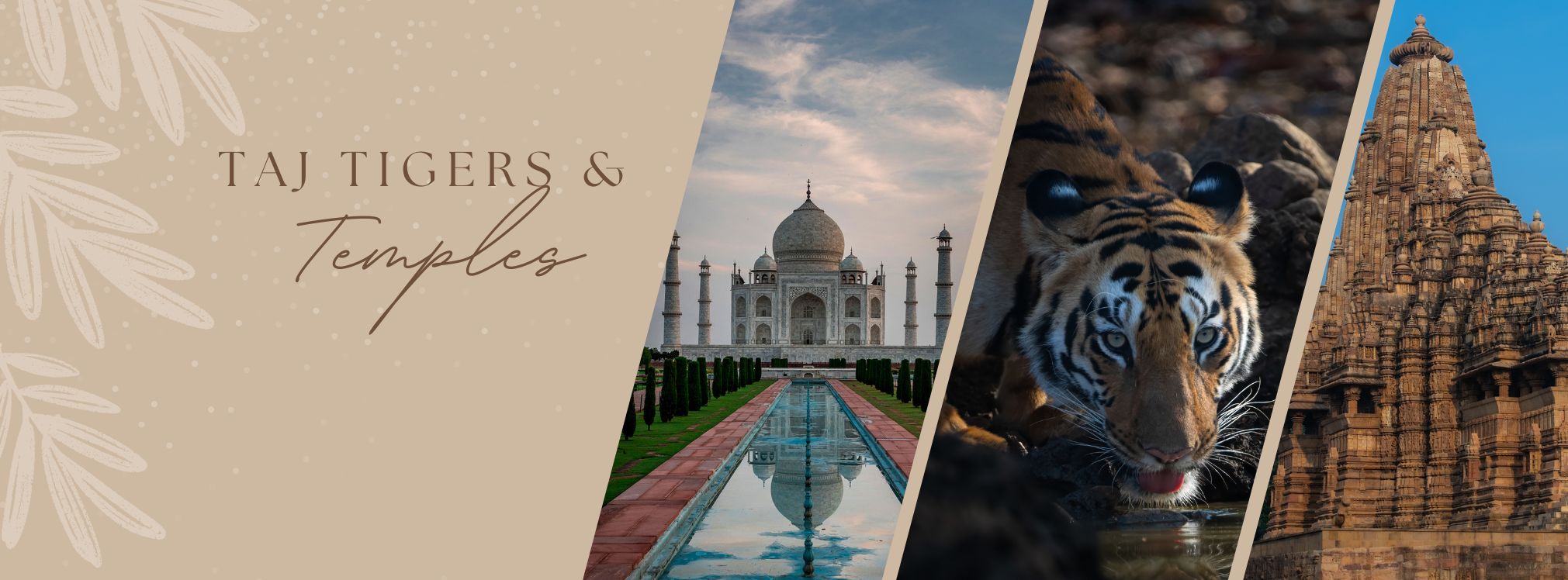 Taj Tiger Temples Tour2