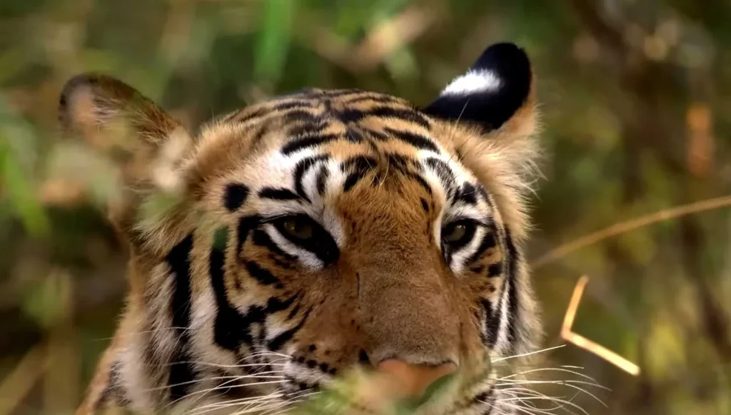 1 Night Bandhavgarh from Jabalpur​