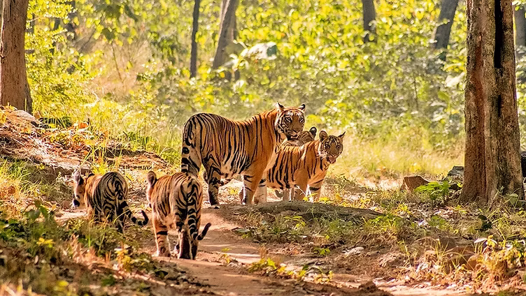 1 Night Jabalpur 2 Night Kanha 2 Night Bandhavgarh5