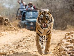 1 Night Jabalpur 2 Night Kanha 2 Night Bandhavgarh9