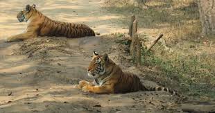 1 Night Jabalpur 2 Night Kanha 3 Nights Pachmarhi4