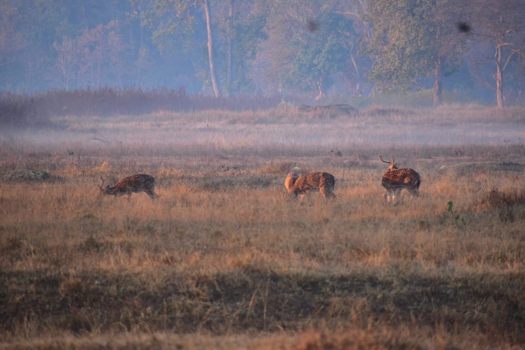 1 Night kanha 1 Night Jabalpur