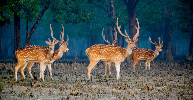 1 Night Jabalpur 2N Bandhavgarh 1N Khajuraho 1N Orchha 2N Gwalior1