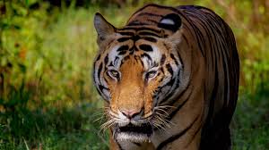 2 Nights 3 Days Bandhavgarh Tour