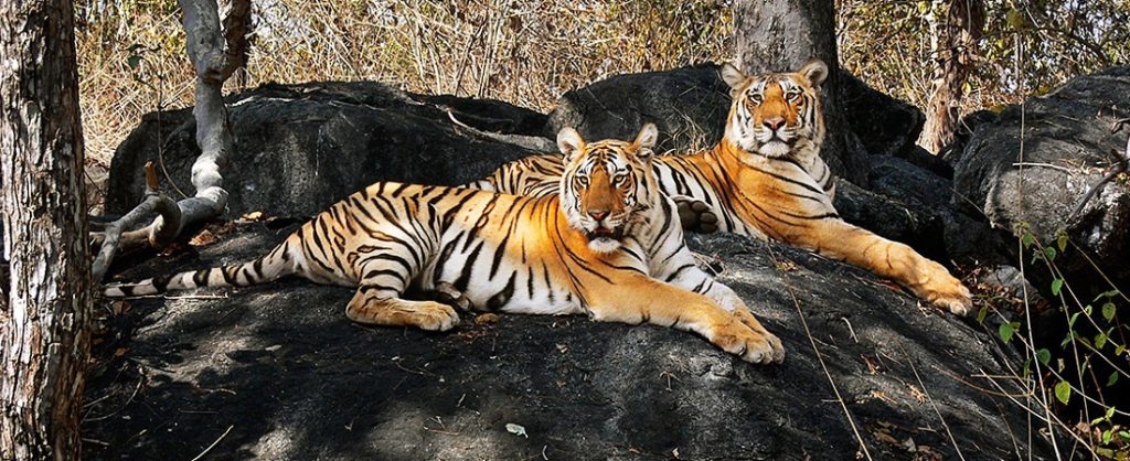 1 Night Pench from Jabalpur