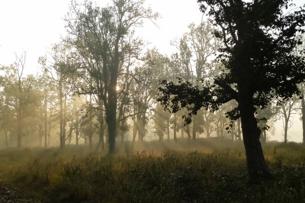 Kanha National Park, India Kanha National Park, India