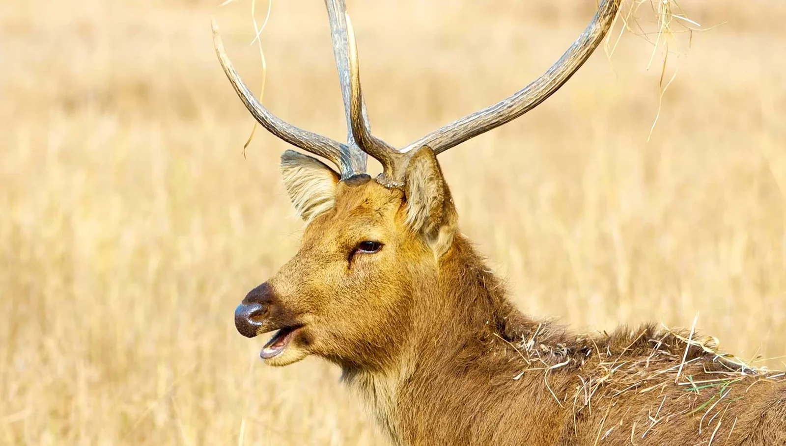 2 Night Madhai 3 Night Pachmarhi 2 Night Kanha 1 Night Jabalpur1