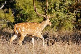 2 Night Madhai 3 Night Pachmarhi 2 Night Kanha