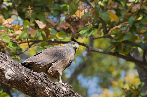 2 Night Madhai Land Package6