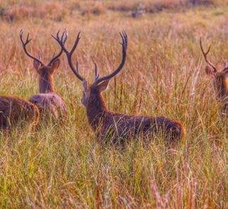 3 Night Madhai Land Package7