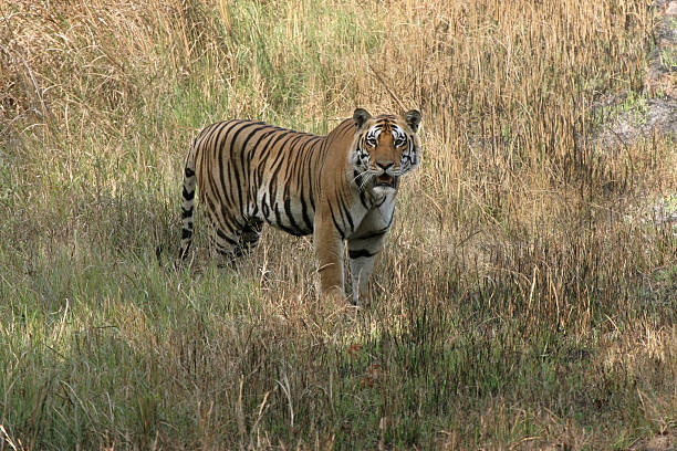 3 Night Pachmarhi 1 Night Madhai 1 Night Bhopal 1 Night Ujjain 1 Night Omkareshwer 1 Night Indore7 3 Night Pachmarhi 1 Night Madhai 1 Night Bhopal 1 Night Ujjain 1 Night Omkareshwer 1 Night Indore7