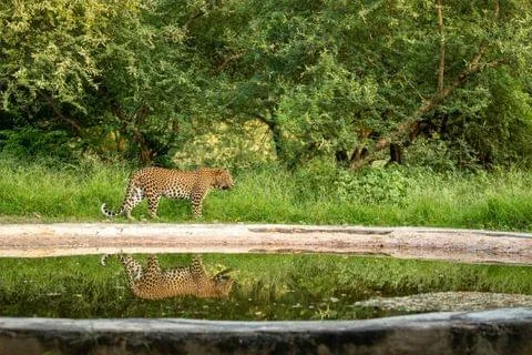 Best Pench Tour Packages , Amazing Deals Affordable Prices Khan Travel Agency