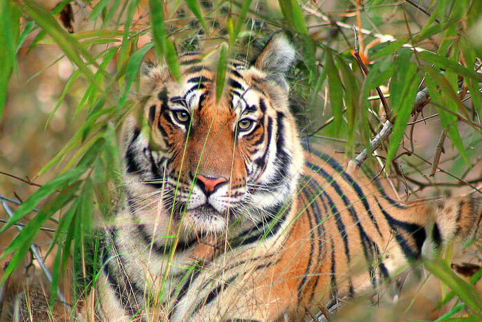 2 Night Kanha 2 Night Bandhavgarh