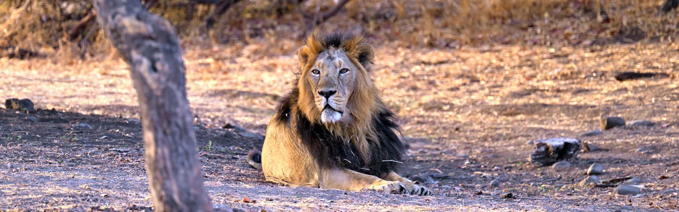 Jungle Safari Packages in India Jungle Safari Tours in India Khan Travel Agency