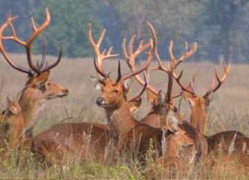 1 Night Jabalpur 2 Night Bandhavgarh 2 Night Kanha 2 Night Pench