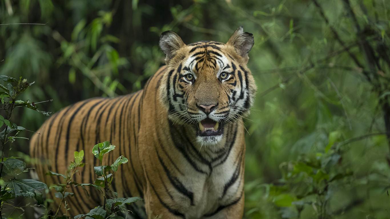 Khan Travel Agency Pench Tour Packages Best Price Guarantee 𝗕𝗼𝗼𝗸 𝗡𝗼𝘄!