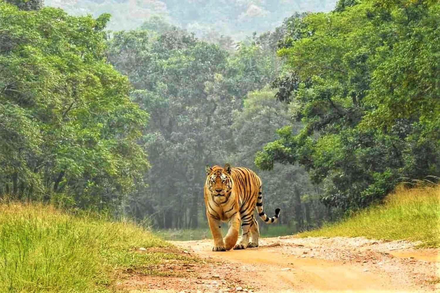 Nagpur Pench Tiger Safari Tour with 1 Night Accommodation App Tech Solutions