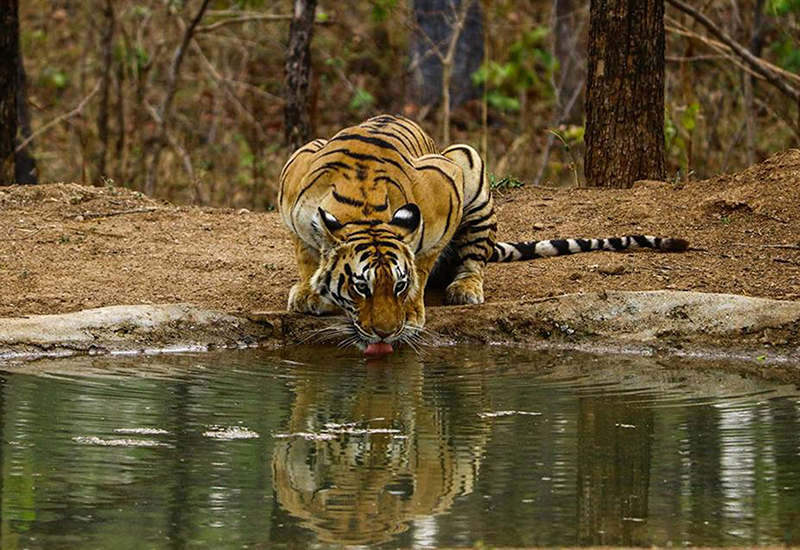 2 Night Pench 3 Night Pachmarhi