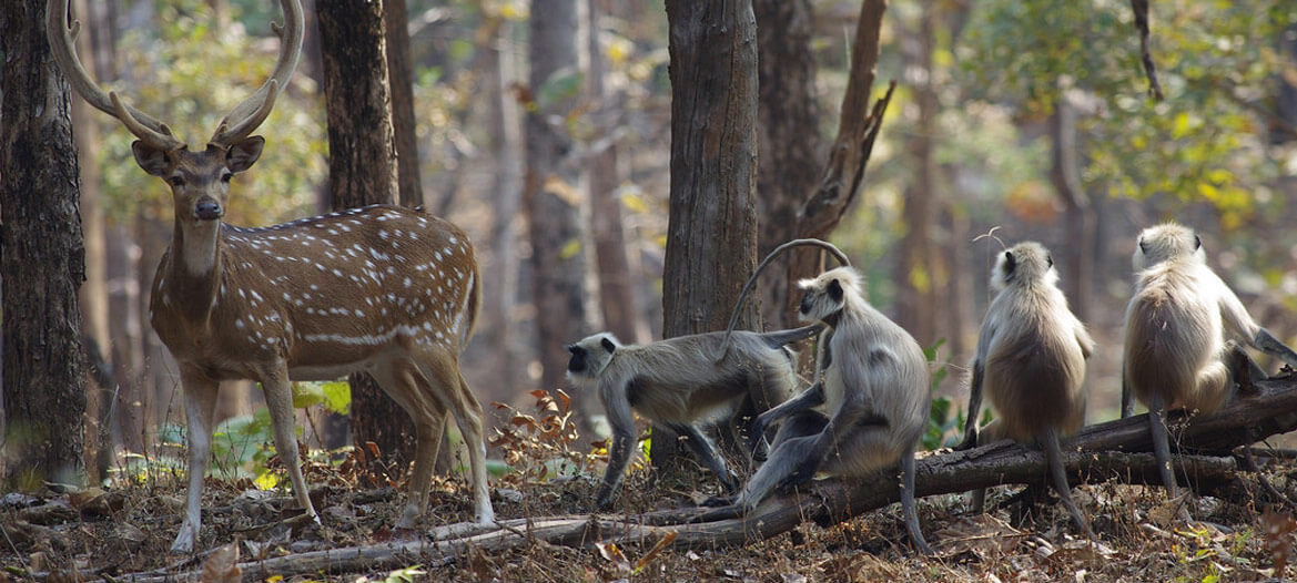Pench Weekend Tour Packages Pench National Park, Wildlife Tourism Khan Travel Agency